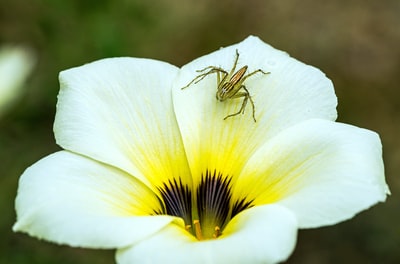 白黄花